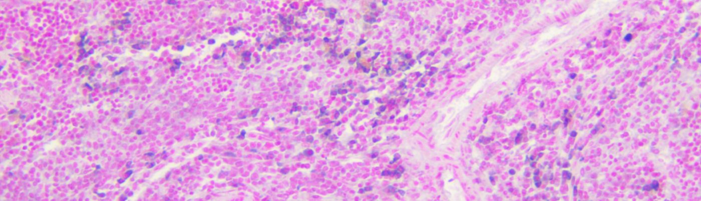 Hans's Histology